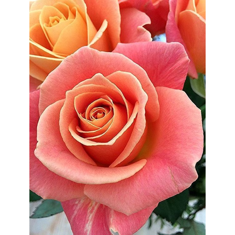 Pink Rose 30*40CM(Canvas) Full Round Drill Diamond Painting