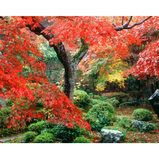 Maple Leaf - AB Round Drill Diamond Painting 45*55CM