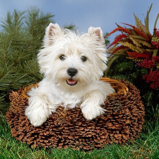 West Highland White Terrier - Full Round Drill Diamond Painting 40*40CM