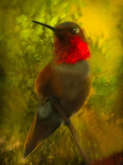 Hummingbird - Full Round Drill Diamond Painting 40*50CM