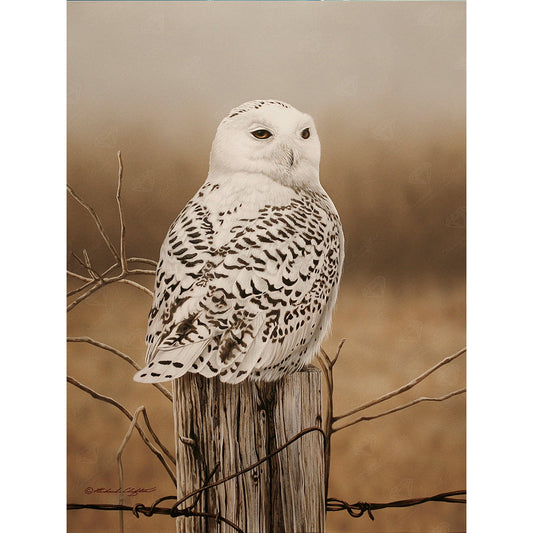 Owl - Full Round Drill Diamond Painting 30*40CM