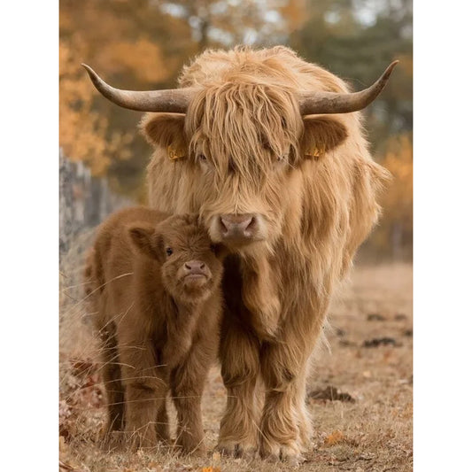 Scottish Highland Cattle - Full Round Drill Diamond Painting 30*40CM