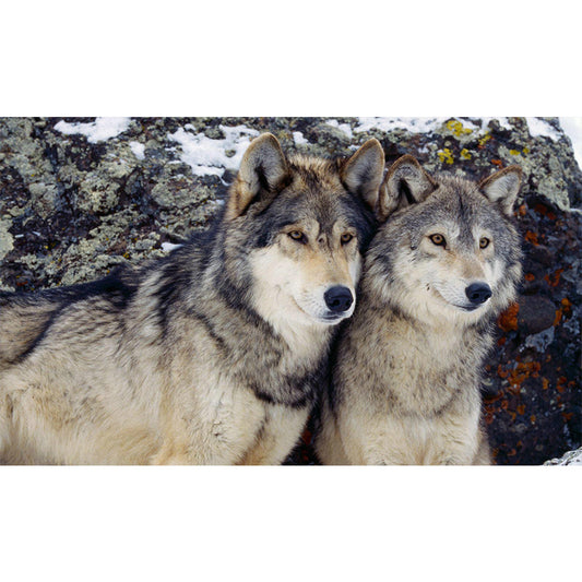 Wolf - Full Round Drill Diamond Painting 50*30CM