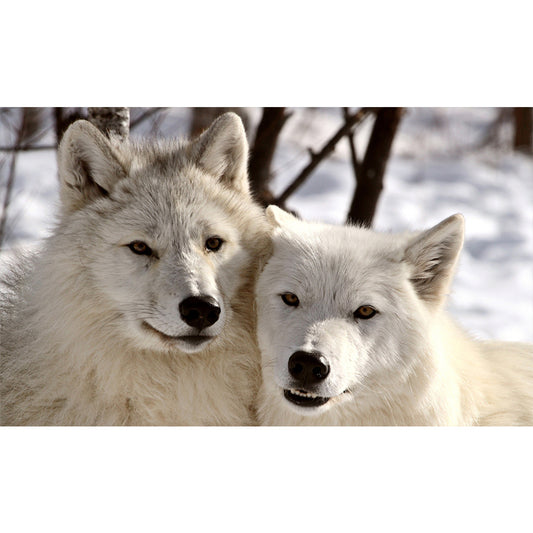 Wolf - Full Round Drill Diamond Painting 50*30CM