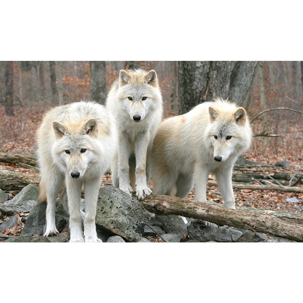 Wolf - Full Round Drill Diamond Painting 50*30CM