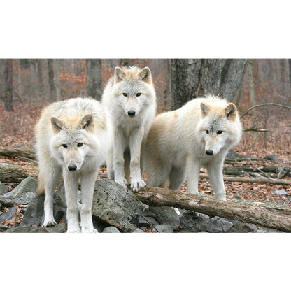 Wolf - Full Round Drill Diamond Painting 50*30CM