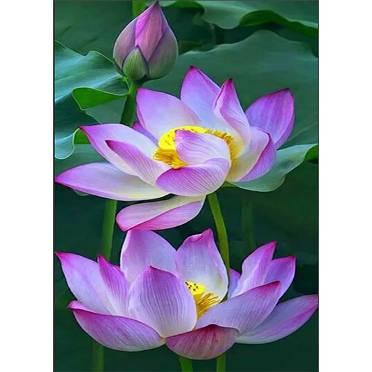 Lotus - Full Round Drill Diamond Painting 40*30CM