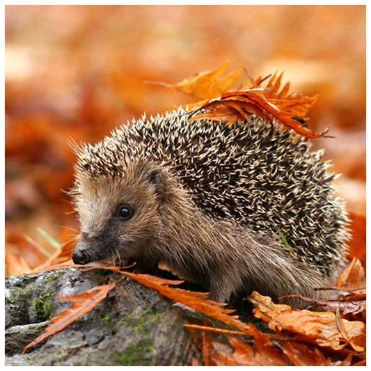 Autumn Hedgehog - Full Round Drill Diamond Painting 30*30CM