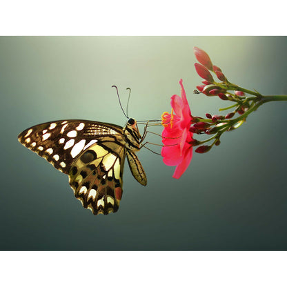 Butterfly - Full Round Drill Diamond Painting 30*40CM