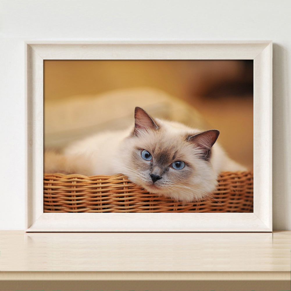 Cat - Full Round Drill Diamond Painting 30*40CM