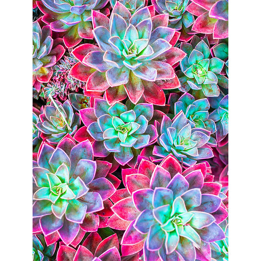 Color Succulents - Full Round Drill Diamond Painting 30*40CM