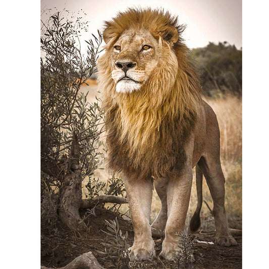 Lion - Full Square Drill Diamond Painting 30*40CM