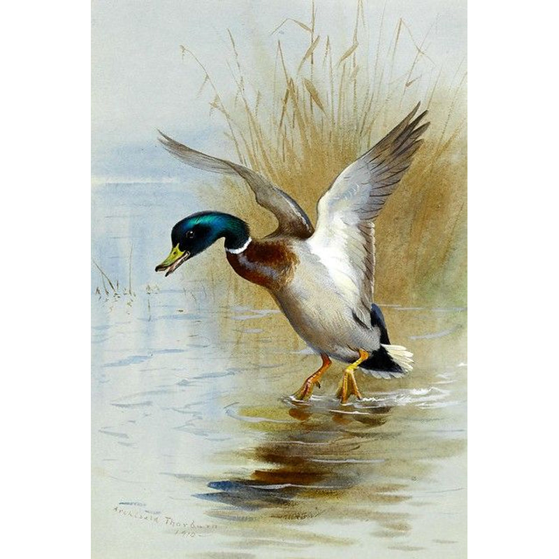 Water Duck - Full Round Drill Diamond Painting 30*40CM