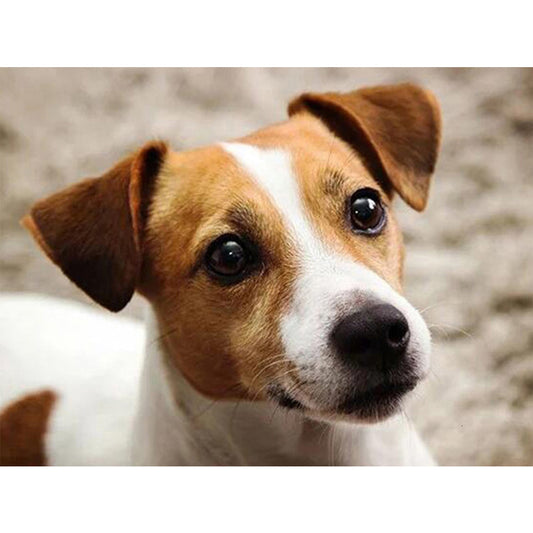 Dog - Full Round Drill Diamond Painting 40*30CM