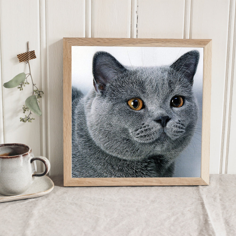 Cat - Full Round Drill Diamond Painting 30*30CM