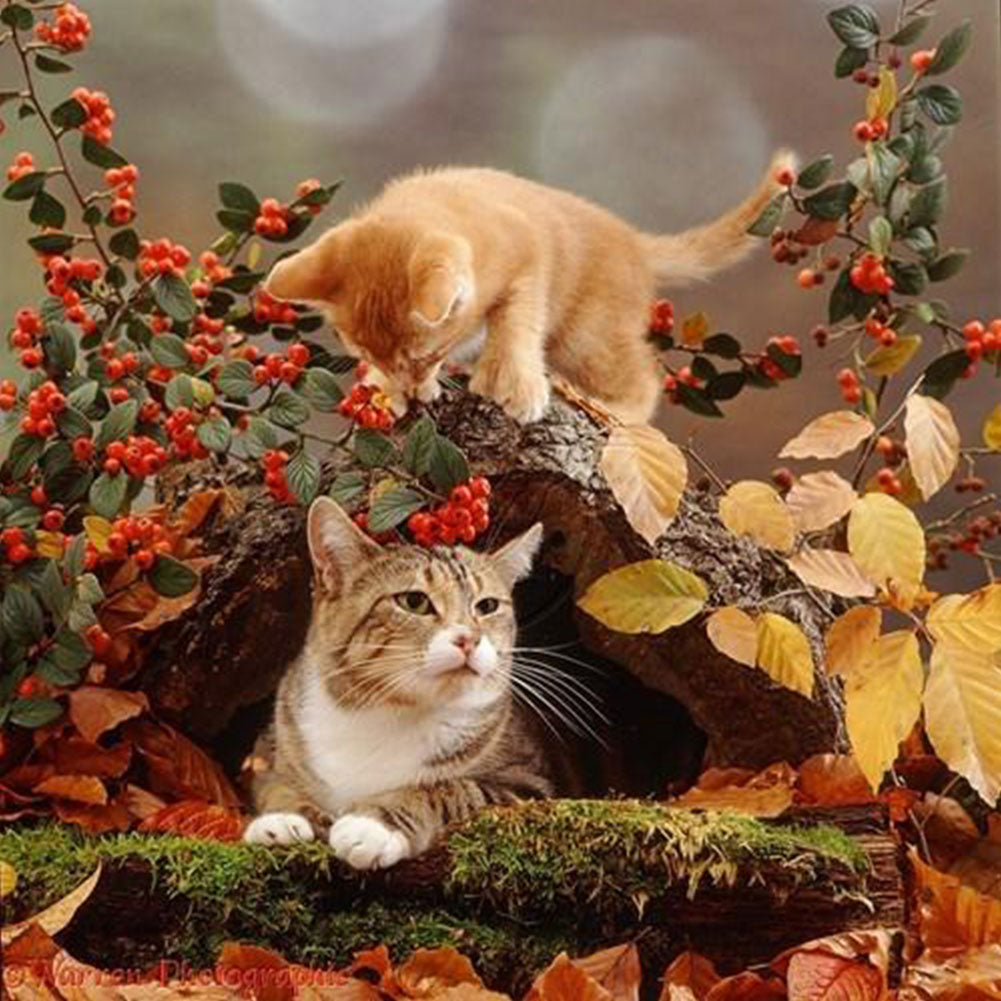Kitten - Full Round Drill Diamond Painting 40*40CM