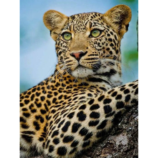 African Leopard - Full Round Drill Diamond Painting 30*40CM