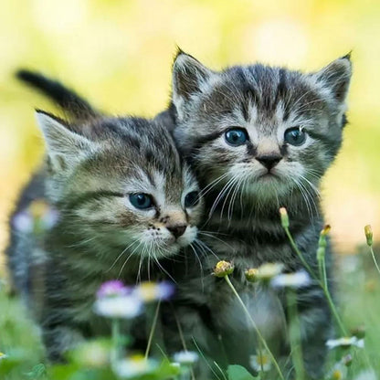 Two Kittens - Full Round Drill Diamond Painting 40*40CM