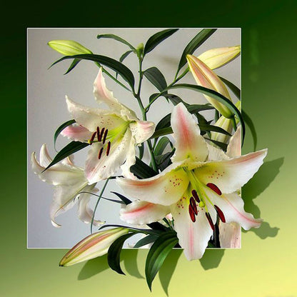 Lily Blooms - Full Square Drill Diamond Painting 50*50CM