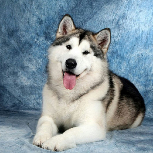 Husky - Full Round Drill Diamond Painting 40*40CM