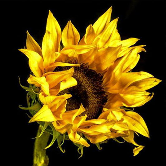 Sunflower 30*30CM(Canvas) Full Round Drill Diamond Painting