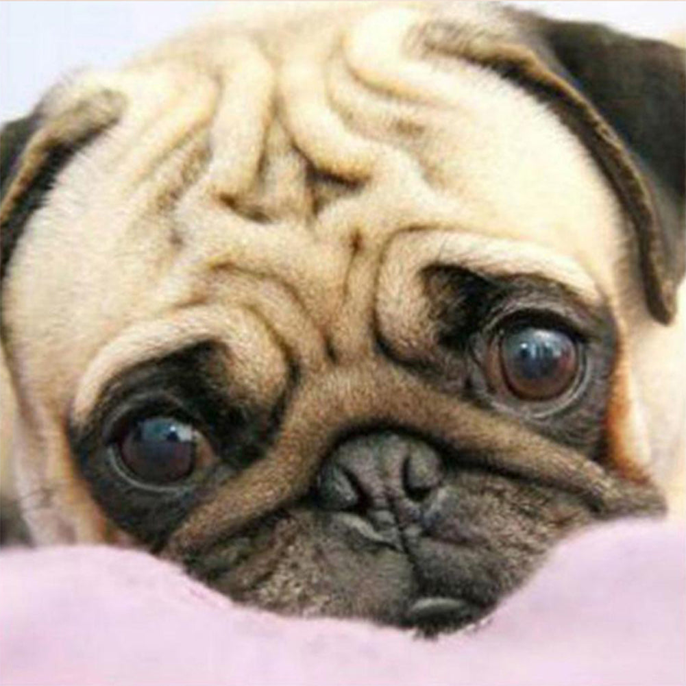 Pug Dog - Full Round Drill Diamond Painting 50*50CM