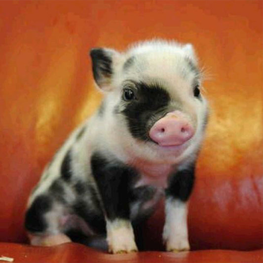 Little Pig - Full Round Drill Diamond Painting 50*50CM