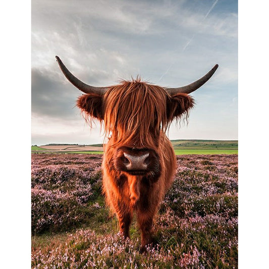 Highland Yak - Full Square Drill Diamond Painting 50*60CM