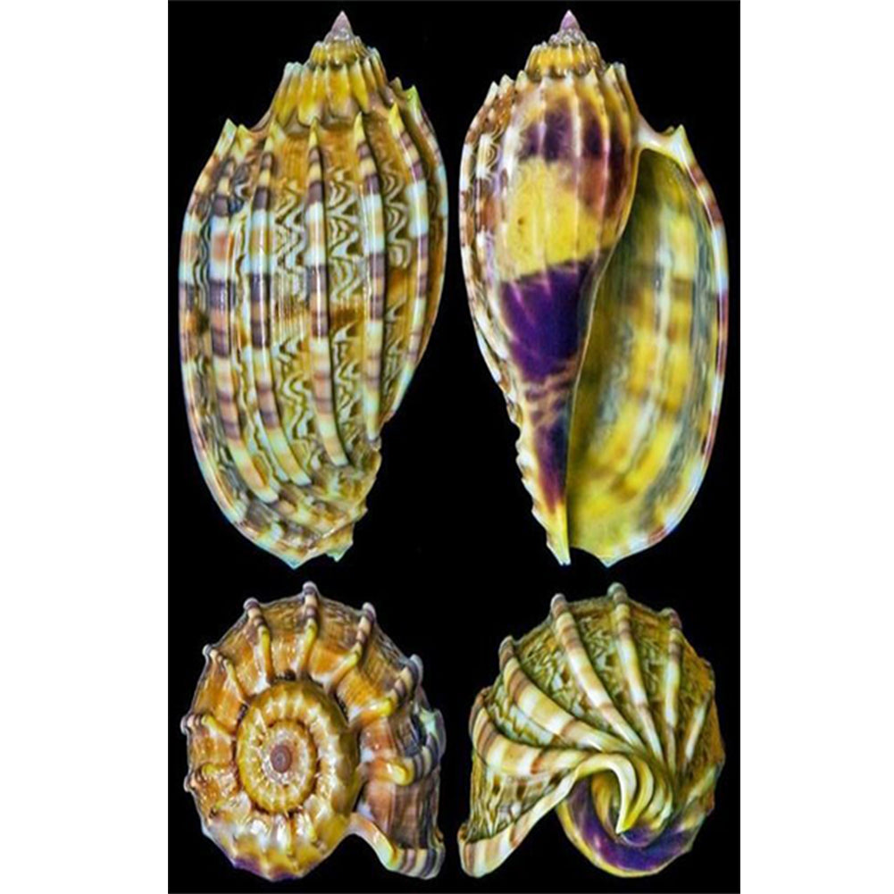 Beach Shells - Full Round Drill Diamond Painting 30*45CM