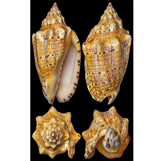Beach Shells - Full Round Drill Diamond Painting 30*45CM