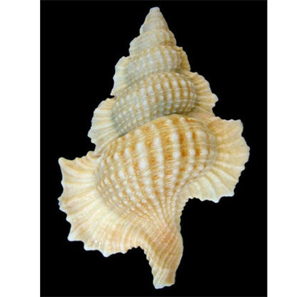 Beach Shells - Full Round Drill Diamond Painting 30*40CM