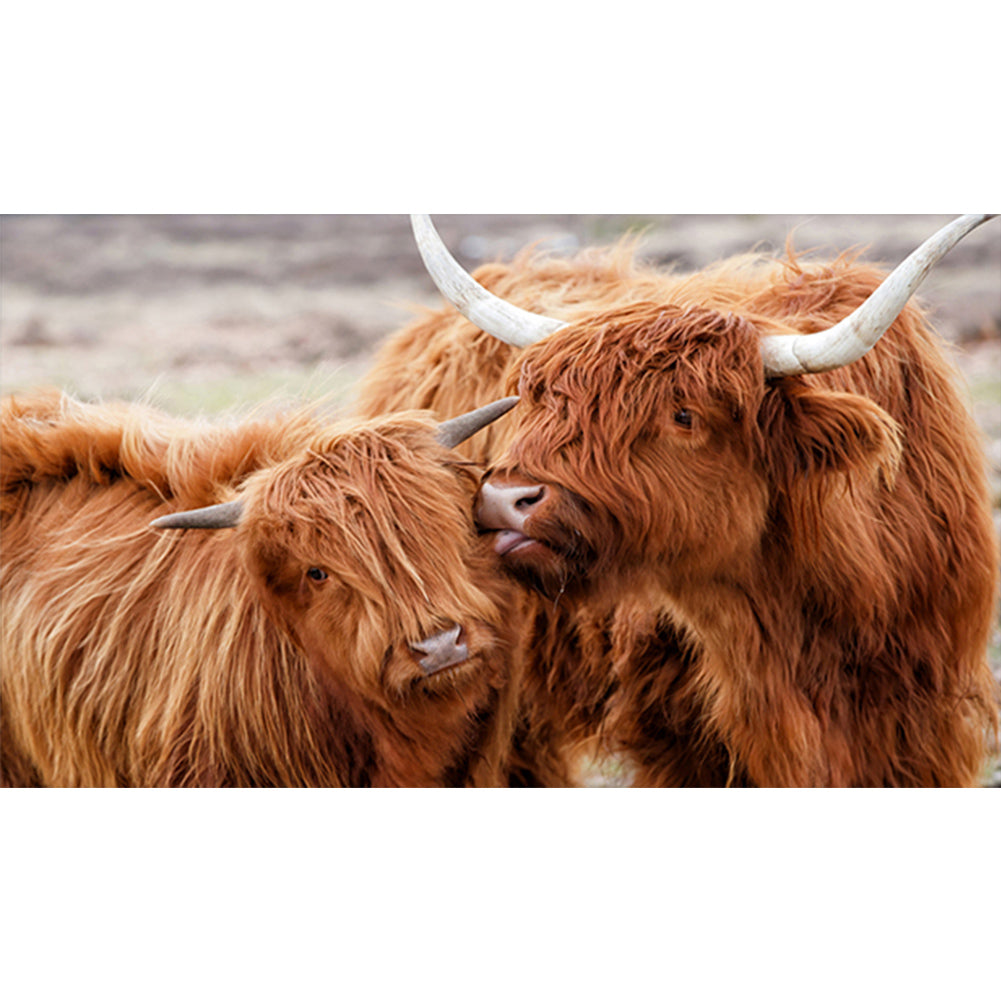 Highland Yak - Full Round Drill Diamond Painting 70*45CM