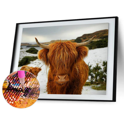 Highland Yak - Full Round Drill Diamond Painting 40*30CM
