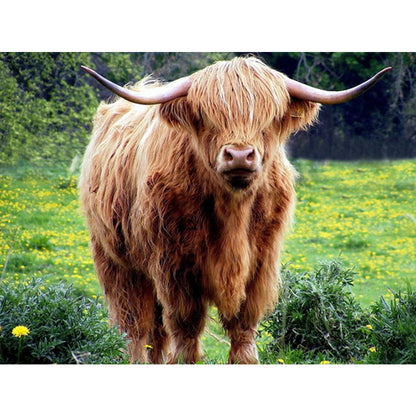 Highland Yak - Full Round Drill Diamond Painting 40*30CM