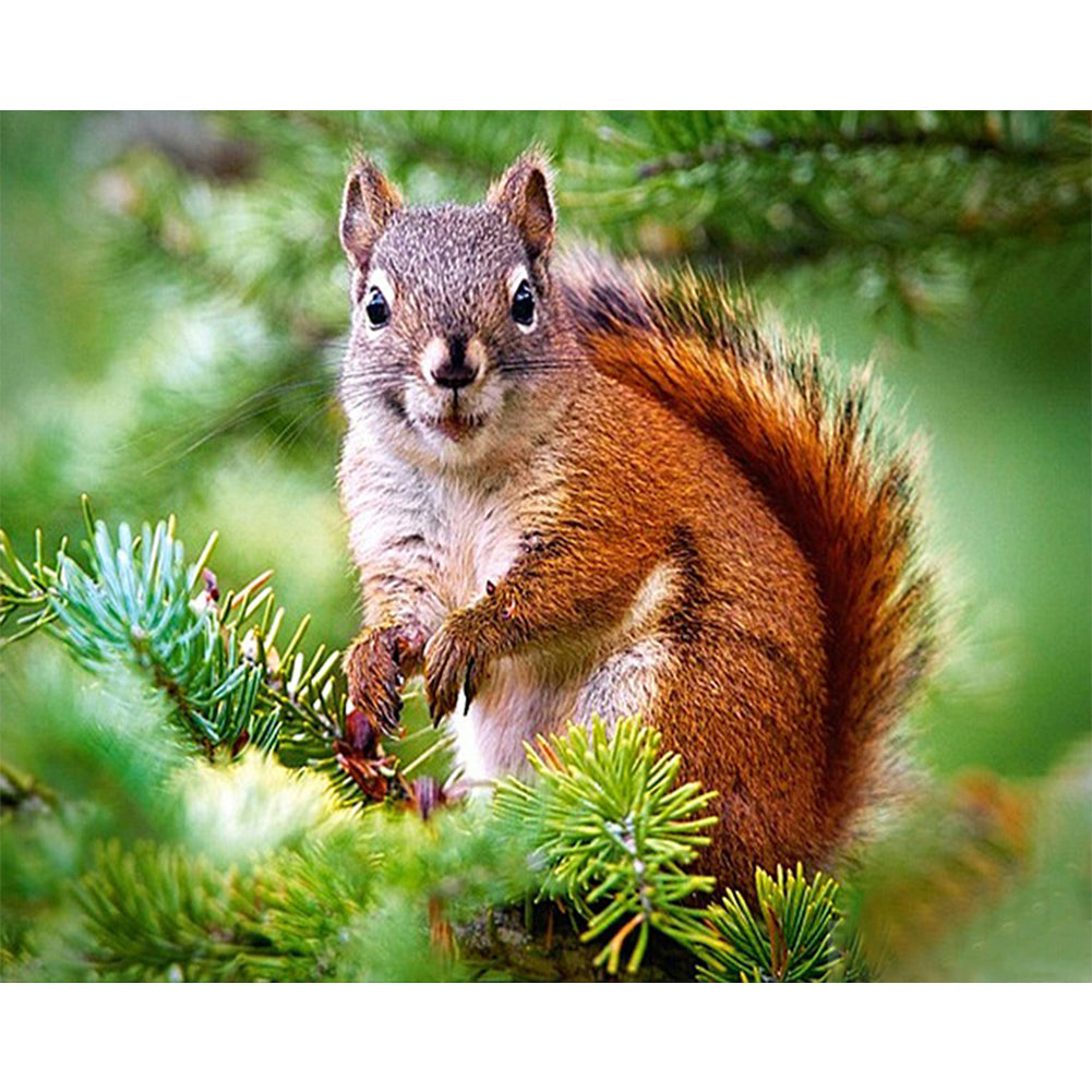 Squirrel - Full Round Drill Diamond Painting 50*40CM